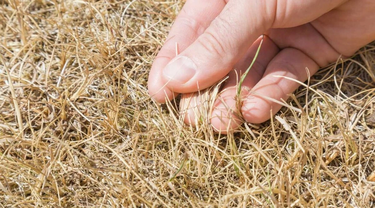 Césped amarillo este verano: el truco del trébol que lo enfría 6 grados - image 1