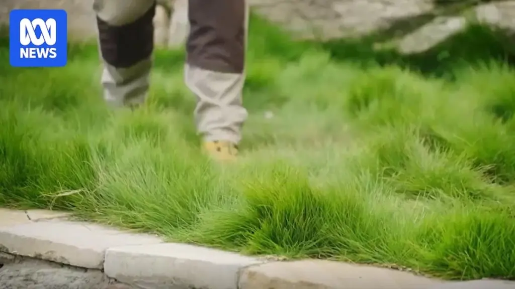 Césped nativo: el secreto de Australia para un jardín verde sin riego ni siega