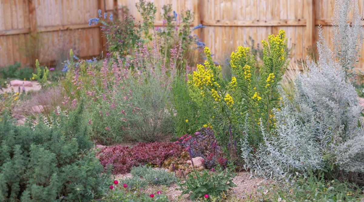 Césped nativo: el secreto de Australia para un jardín verde sin riego ni siega - image 1