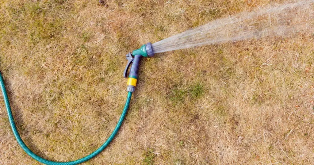 Césped seco: el método de Harald Nonn para revivirlo sin gastar más agua