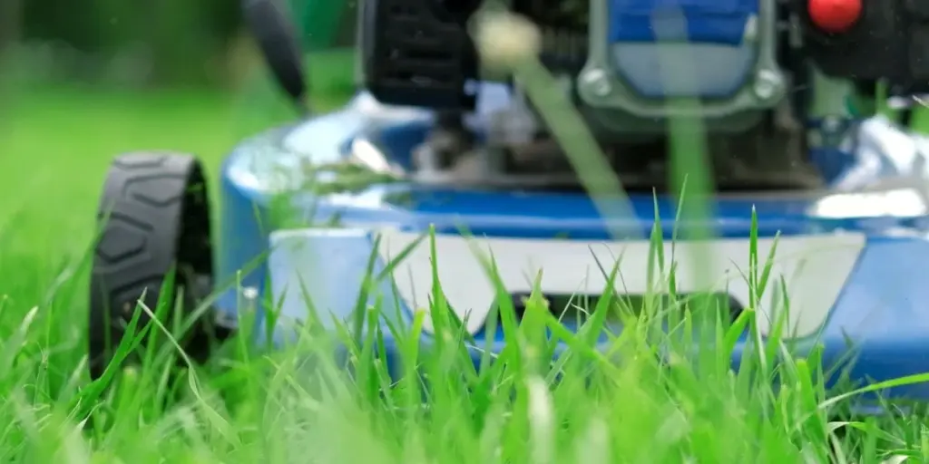 Césped verde sin gastar agua: el truco del Kentucky Bluegrass ante el calor