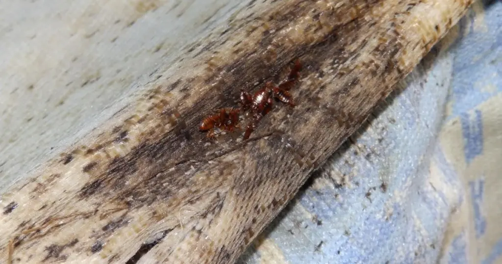 Cimex lectularius en casa: el método de la BPCA para eliminarlas a 60°C