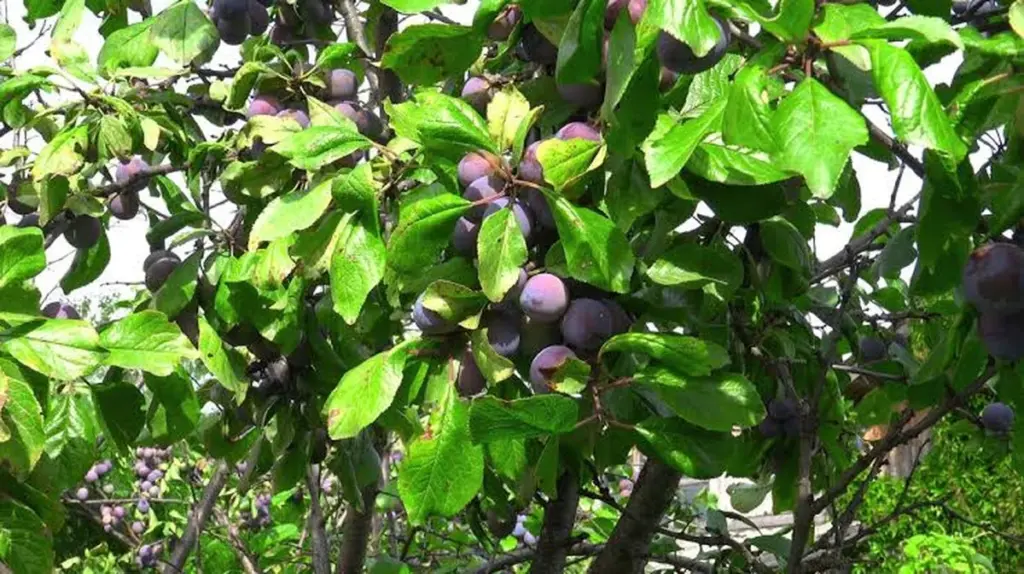 Ciruelo (Prunus domestica): el error que muchos cometen al compararlo con Eslovaquia