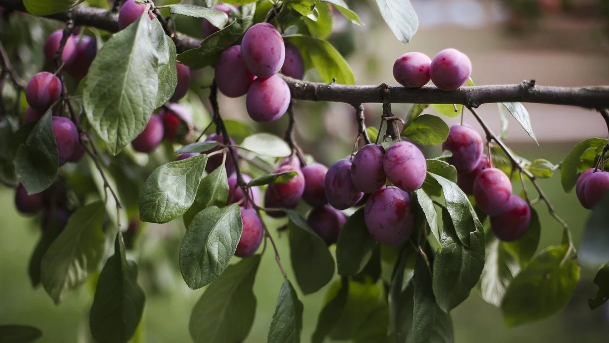 Ciruelo (Prunus domestica): el error que muchos cometen al compararlo con Eslovaquia - image 1
