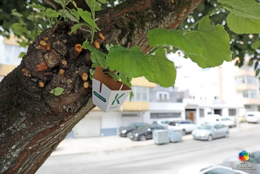 Coche pegajoso por la melaza: el control biológico con insectos auxiliares que nos salva