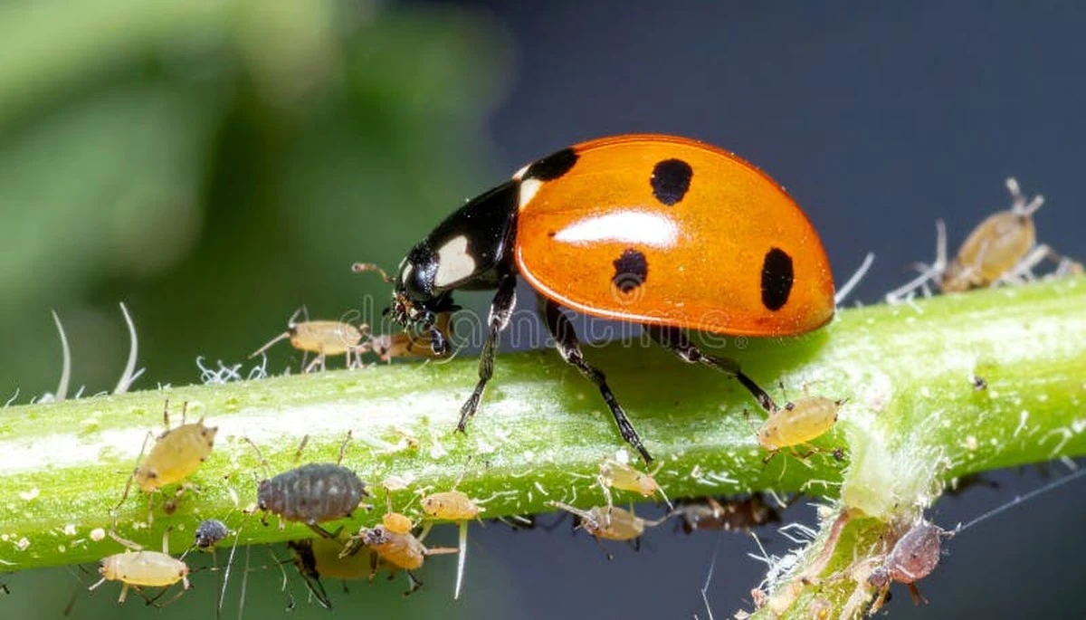Coche pegajoso por la melaza: el control biológico con insectos auxiliares que nos salva - image 1