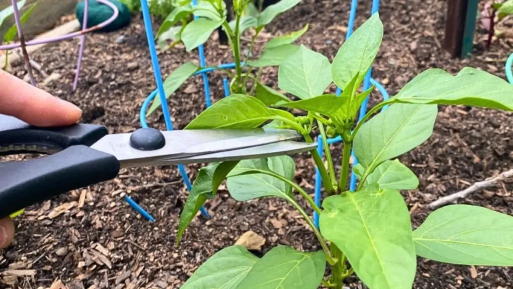 Cosecha de Pimiento: el truco de la poda apical para duplicar tus frutos