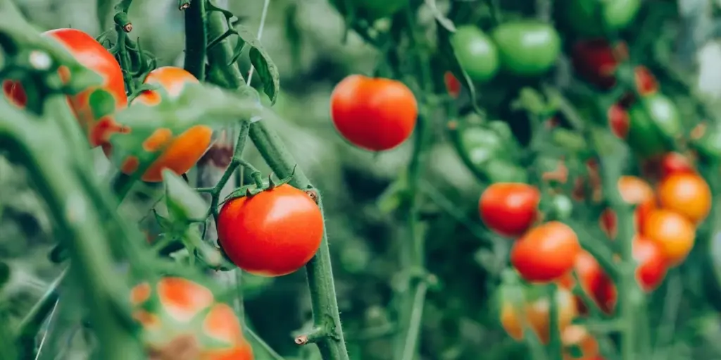 Cosecha de Tomates: el truco del cepillo para la polinización por zumbido