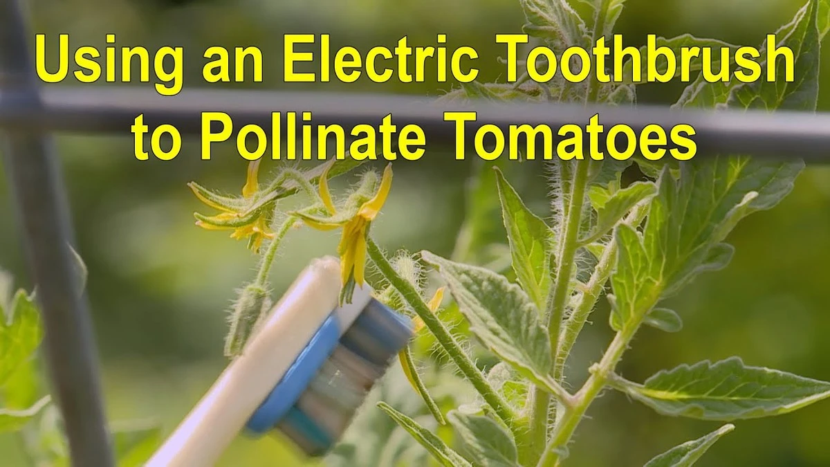 Cosecha de Tomates: el truco del cepillo para la polinización por zumbido - image 1