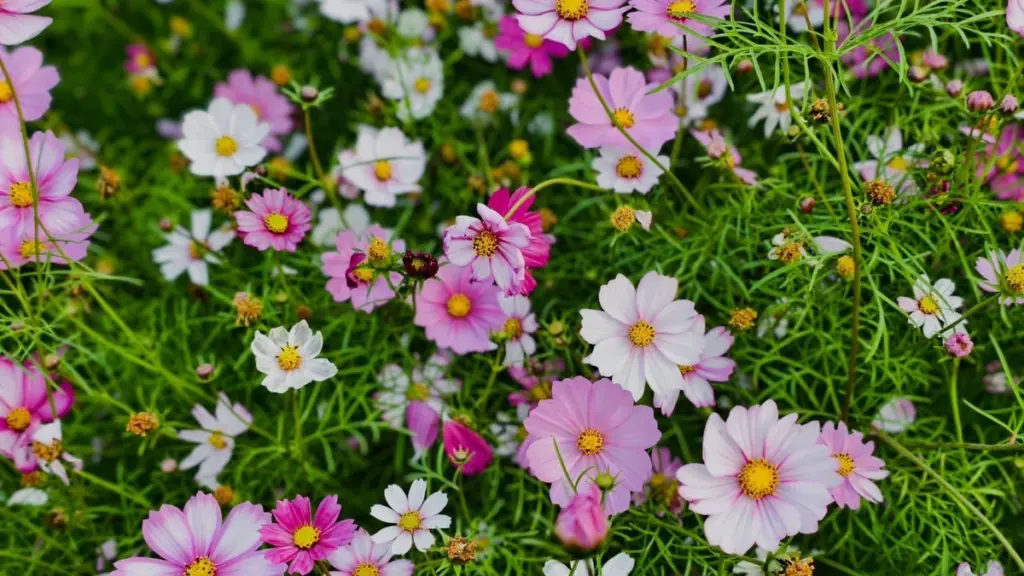 Cosmos bipinnatus de América Central: el secreto para flores a 40 grados