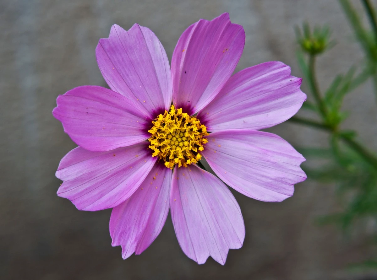 Cosmos bipinnatus de América Central: el secreto para flores a 40 grados - image 1