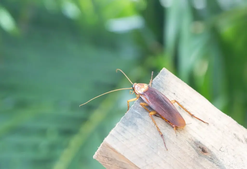 Cucaracha de jardín (Ectobius): por qué no debes usar insecticida este verano