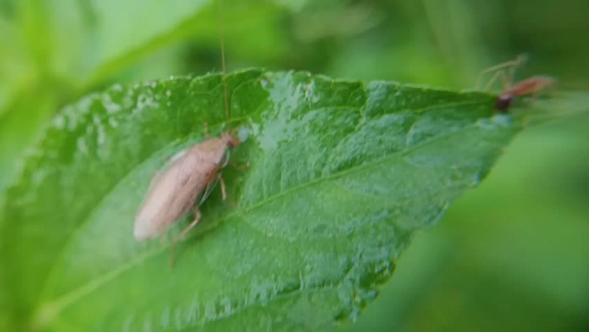 Cucaracha de jardín (Ectobius): por qué no debes usar insecticida este verano - image 1
