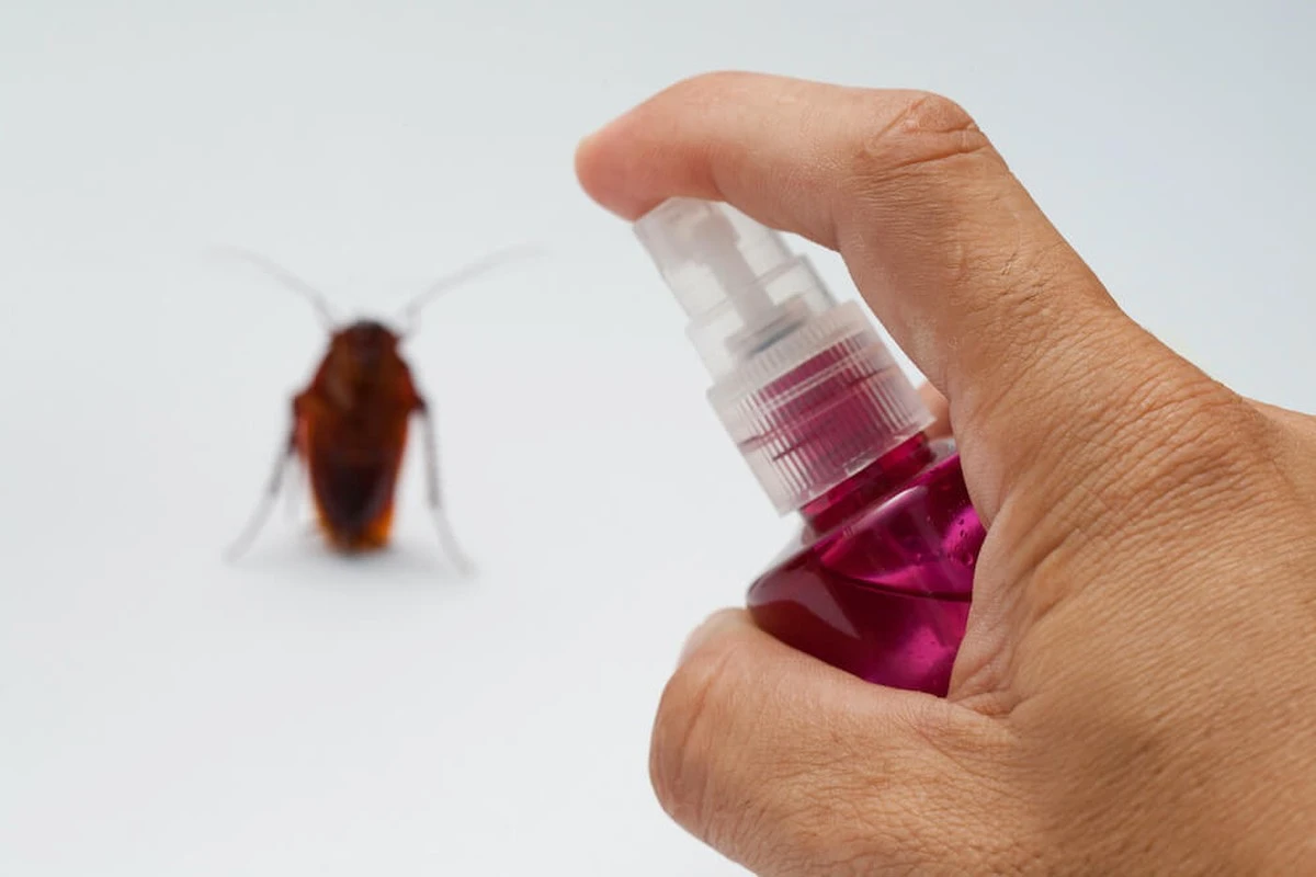 Cucaracha en casa: el truco de la Menta para alejarlas sin químicos - image 1