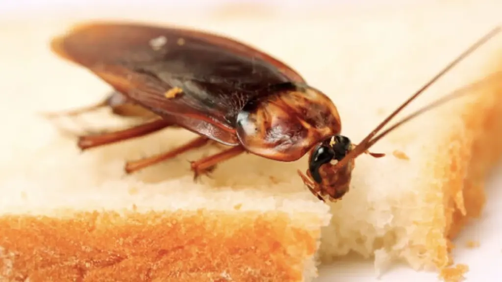 Cucaracha en tu Hogar: el error nocturno que las atrae y cómo evitarlas