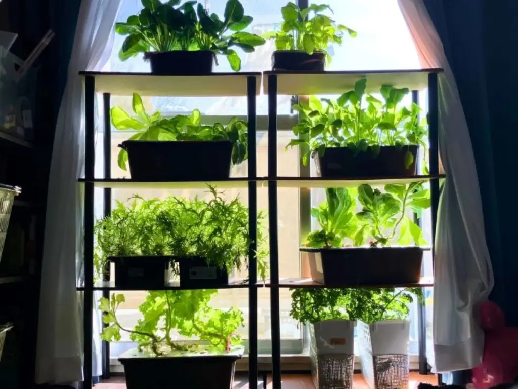 Cultivo hidropónico en casa: el truco de la vermiculita para hortalizas infinitas