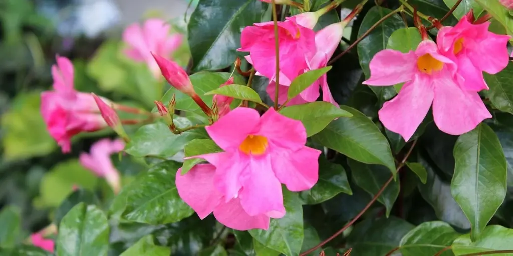 Dipladenia y Mandevilla: el truco de riego para flores siempre radiantes