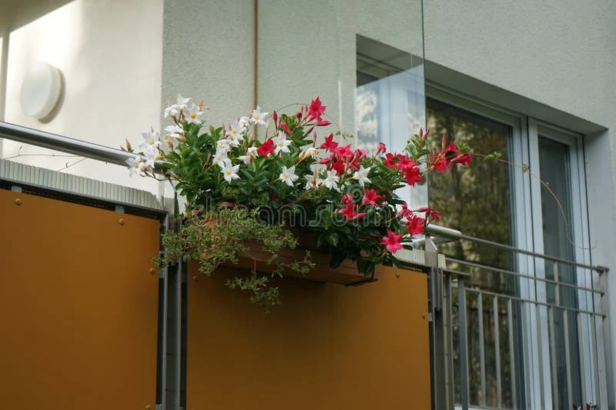 Dipladenia y Mandevilla: el truco de riego para flores siempre radiantes - image 1