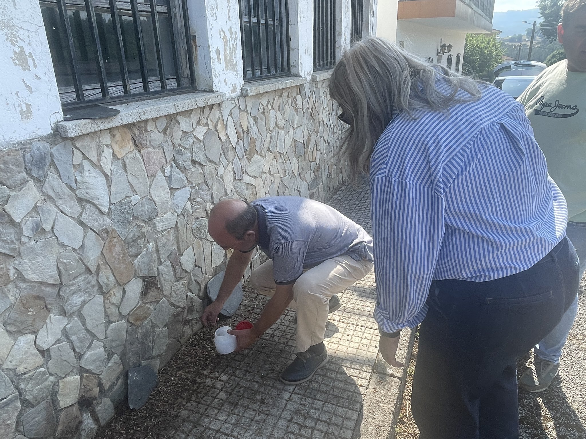 Un vecino recoge gusanos en la zona de Tineo.