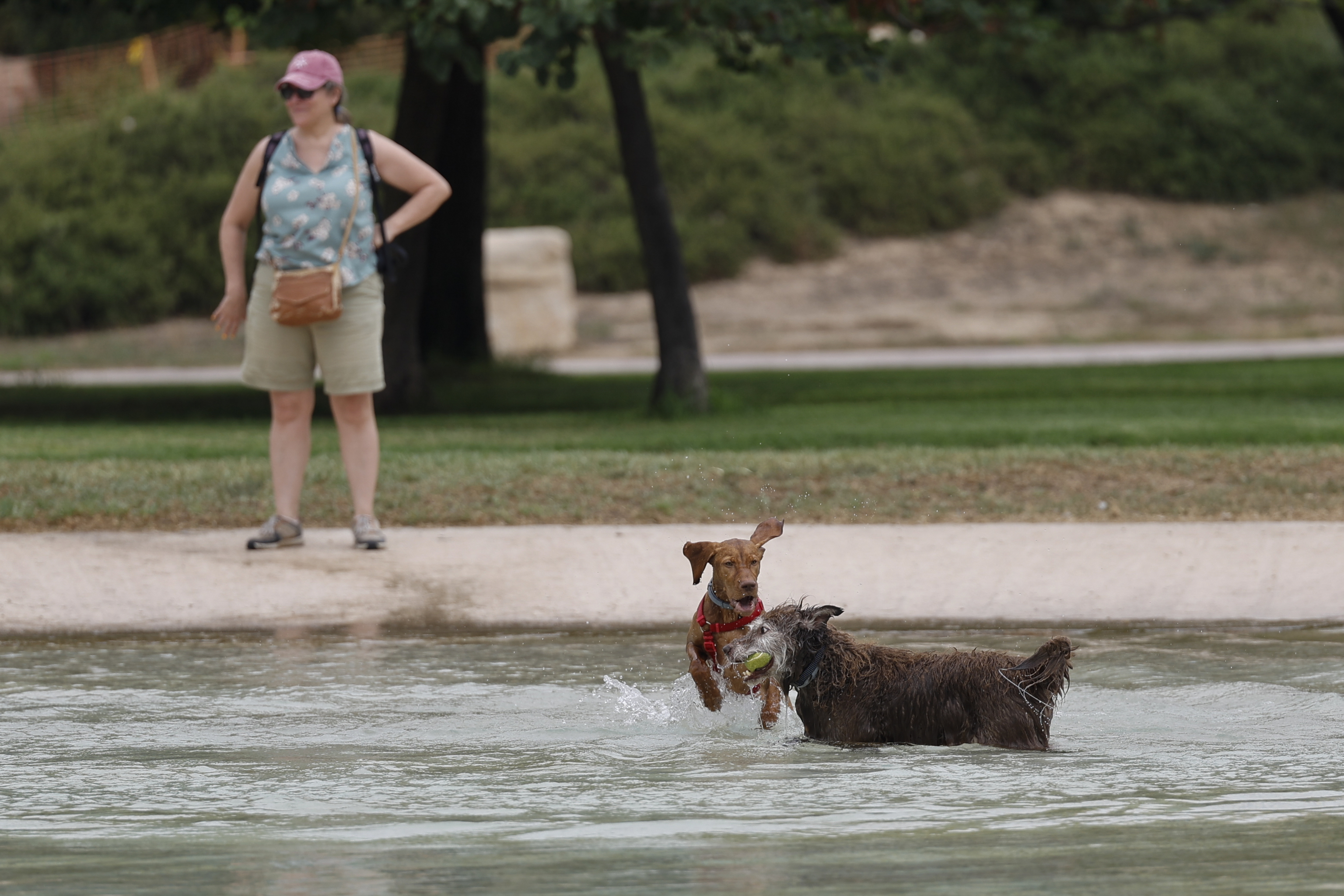 Unos perros se bañan en una fuente en Alicante.