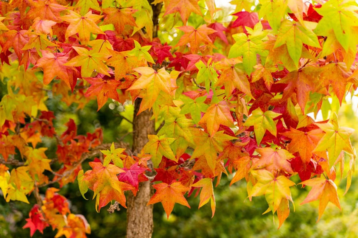 El secreto del Liquidambar styraciflua: por qué este Liquidambar arrasa en España - image 1