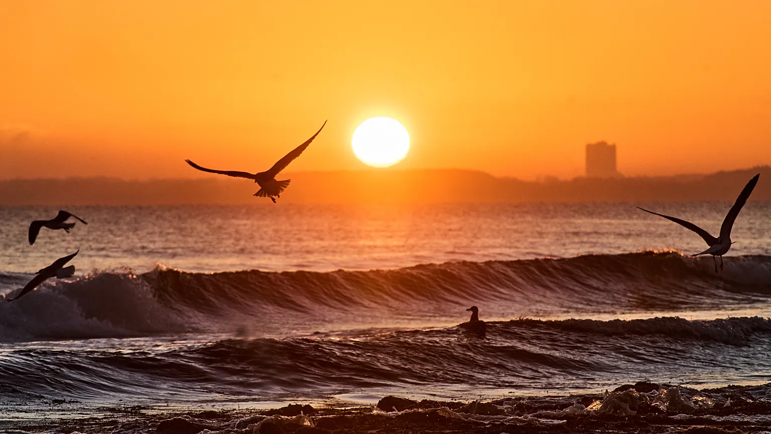 Seagulls fly near the Baltic Sea beach in Haffkrug, Germany, at sunrise on Sunday 28 December 2025. (AP Photo/Michael Probst), illustrative image