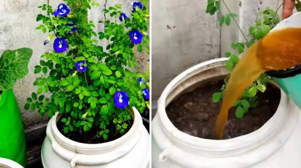 ¿Flor marchita? El truco de 0,10€ para que tu Clitoria ternatea explote de color