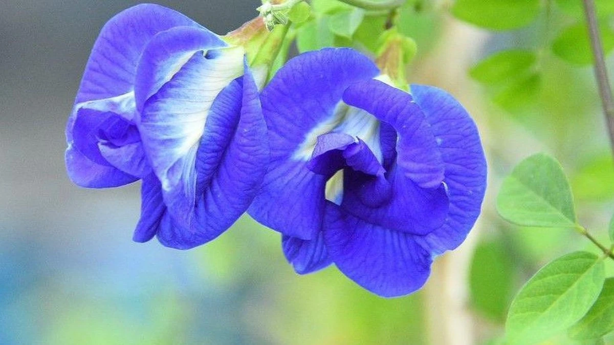 ¿Flor marchita? El truco de 0,10€ para que tu Clitoria ternatea explote de color - image 1