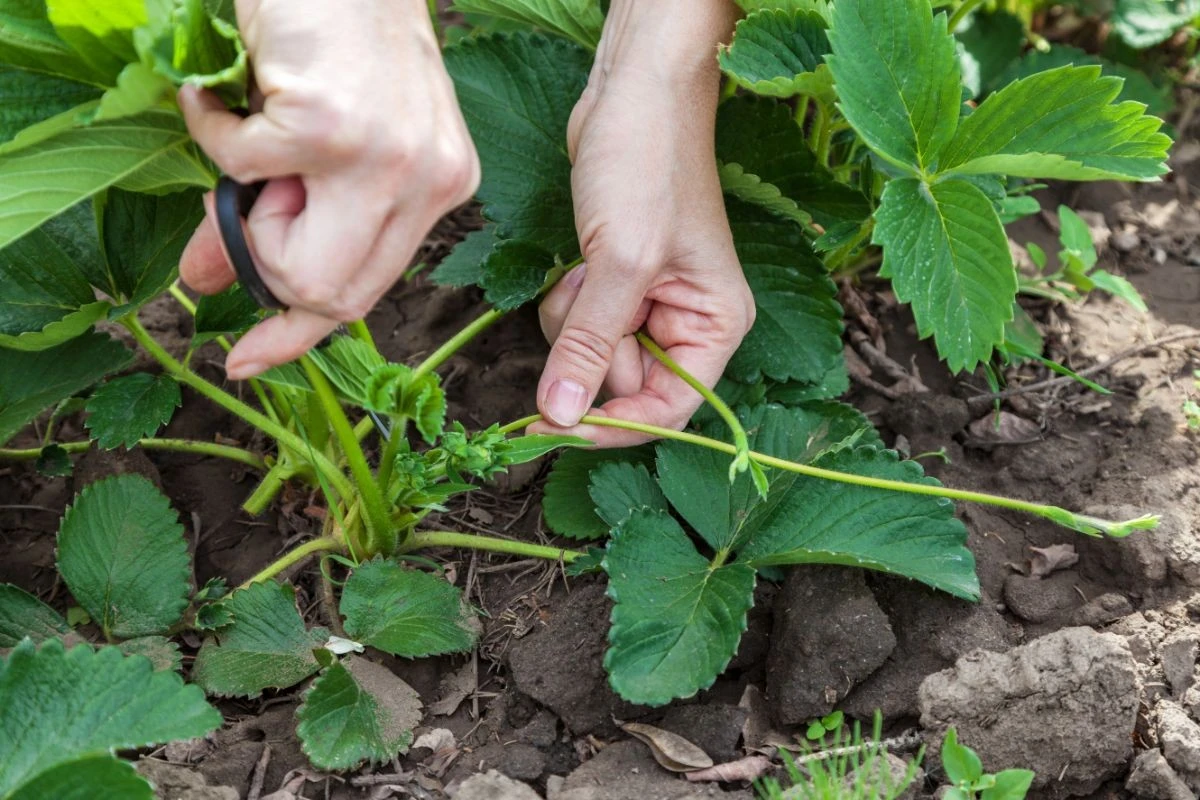Fresas débiles en julio: el truco de los estolones de fresa para duplicar tu cosecha - image 1