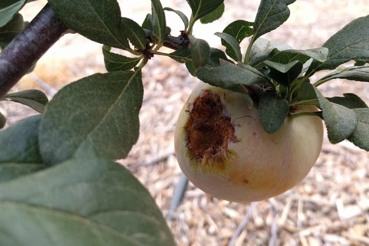 Frutas intactas este verano: el método para alejar Pájaros y Avispas sin químicos - image 1