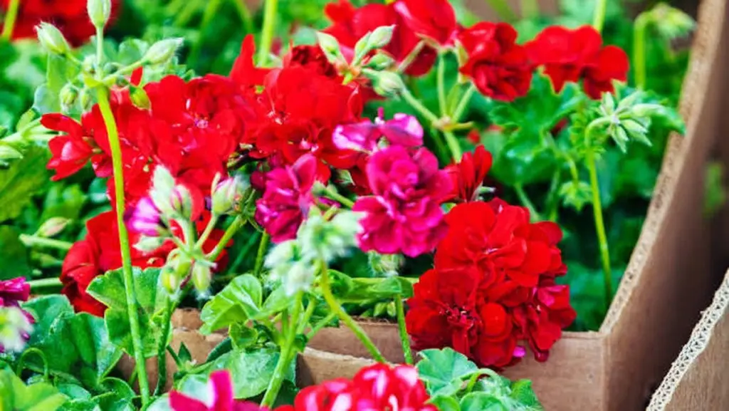 Geranios (Pelargonium) marchitos: el secreto de Sudáfrica para revivirlos