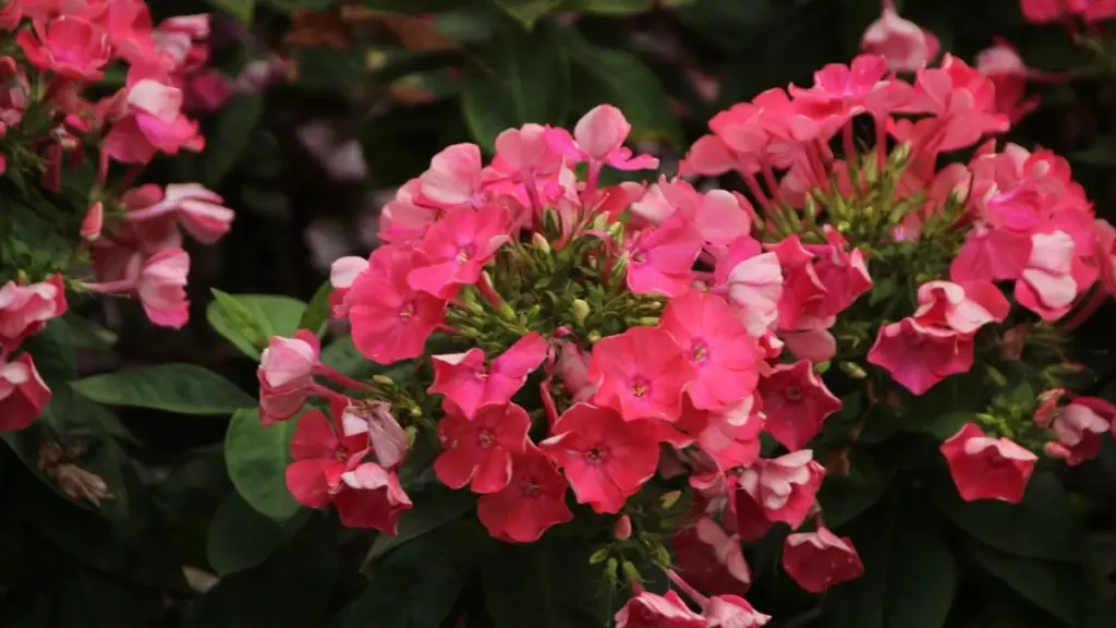 Geranios (Pelargonium): la regla del 10% de Pelargonium for Europe para flores infinitas