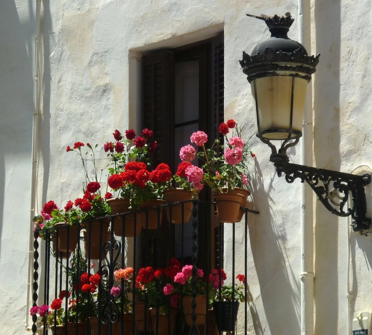 Geranios (Pelargonium): la regla del 10% de Pelargonium for Europe para flores infinitas - image 1