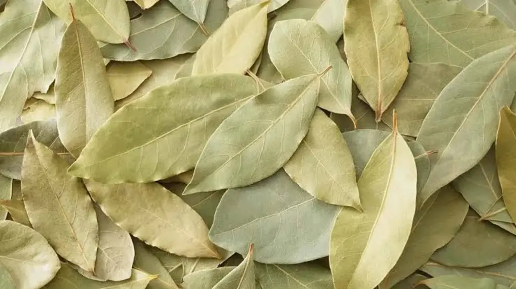 Hervir Hoja de laurel con Vinagre: el truco para ahorrar 150€ en casa