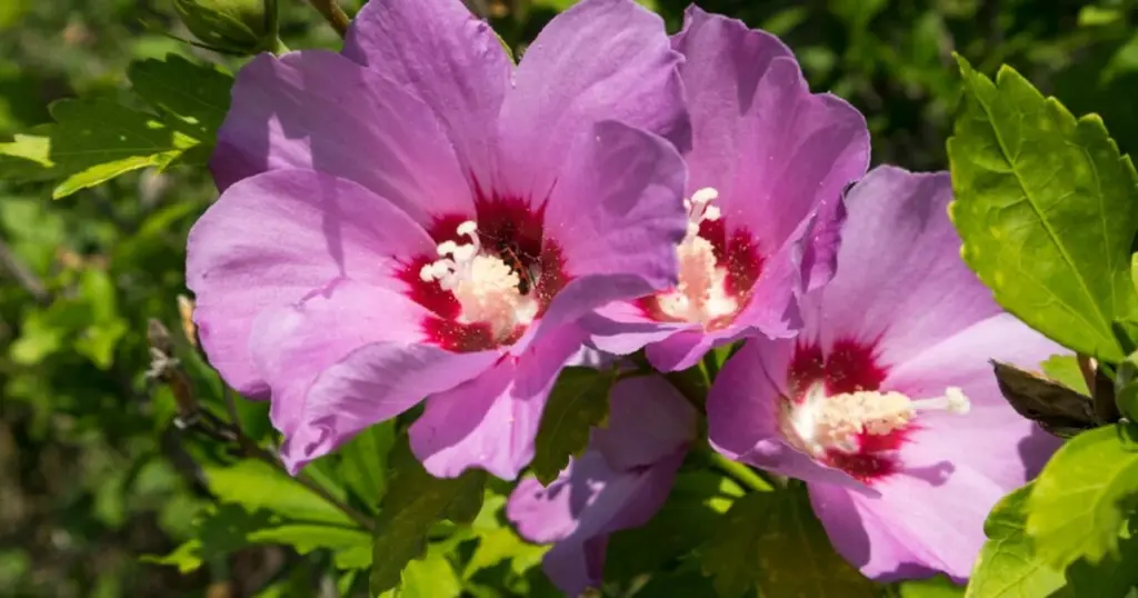 Hibiscus syriacus de Asie: el truco para una explosión de color bajo el sol