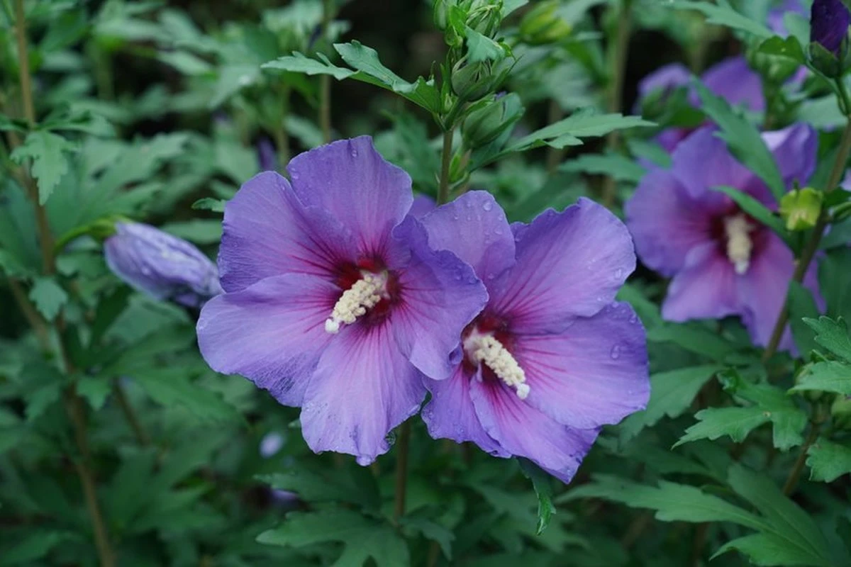 Hibiscus syriacus de Asie: el truco para una explosión de color bajo el sol - image 1