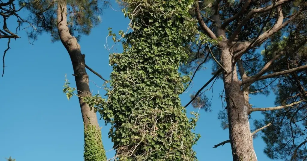 Hiedra en tu Árbol: por qué dejar de cortarla hoy mismo salva tu jardín
