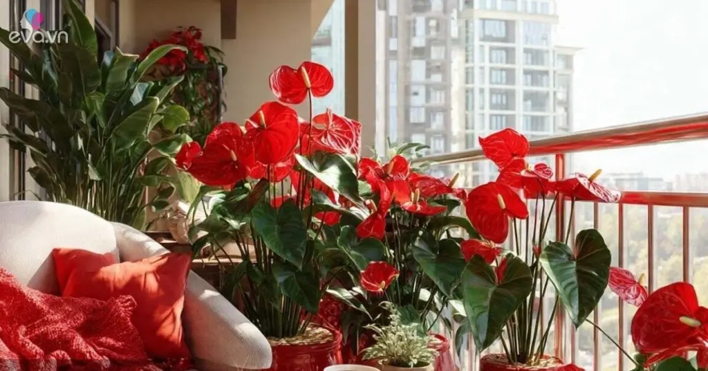 Hogares de éxito: por qué eligen Aeonium arboreum 'Zwartkop' y Guzmania en 2026