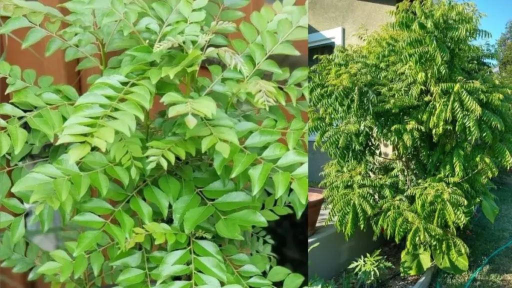 Hoja de curry frondosa en 15 días: el truco de News18 Telugu para tu planta