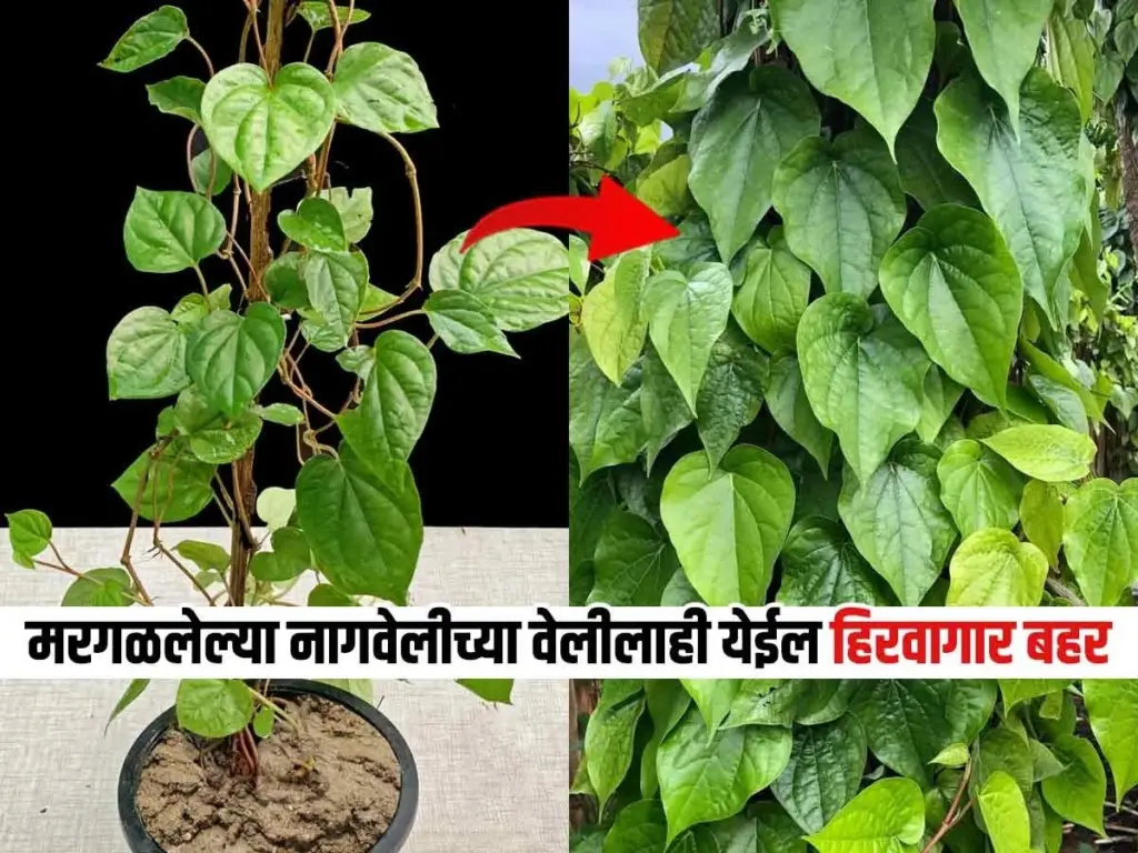 Hojas gigantes en tu Betel (Piper betle): el truco para sanar tu Planta