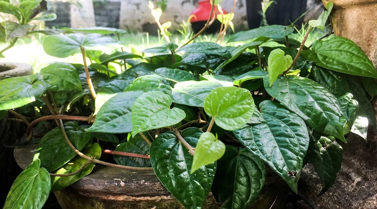 Hojas gigantes en tu Betel (Piper betle): el truco para sanar tu Planta - image 1