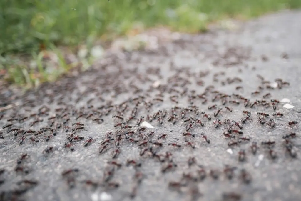 Hormigas en casa: el truco de la tierra de diatomeas para eliminarlas