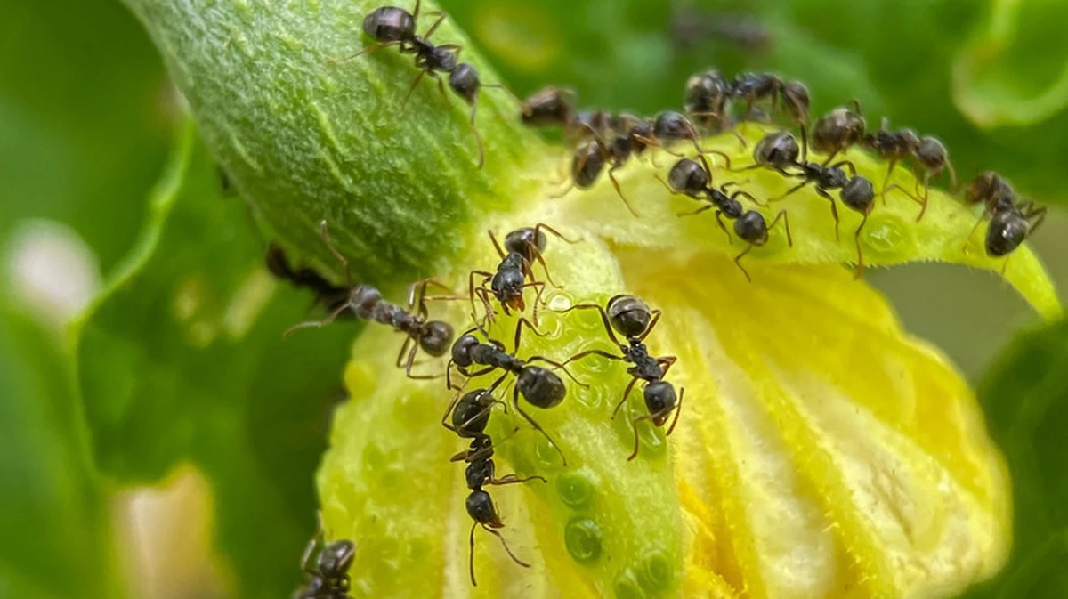 Hormigas en casa: el truco de la tierra de diatomeas para eliminarlas - image 1