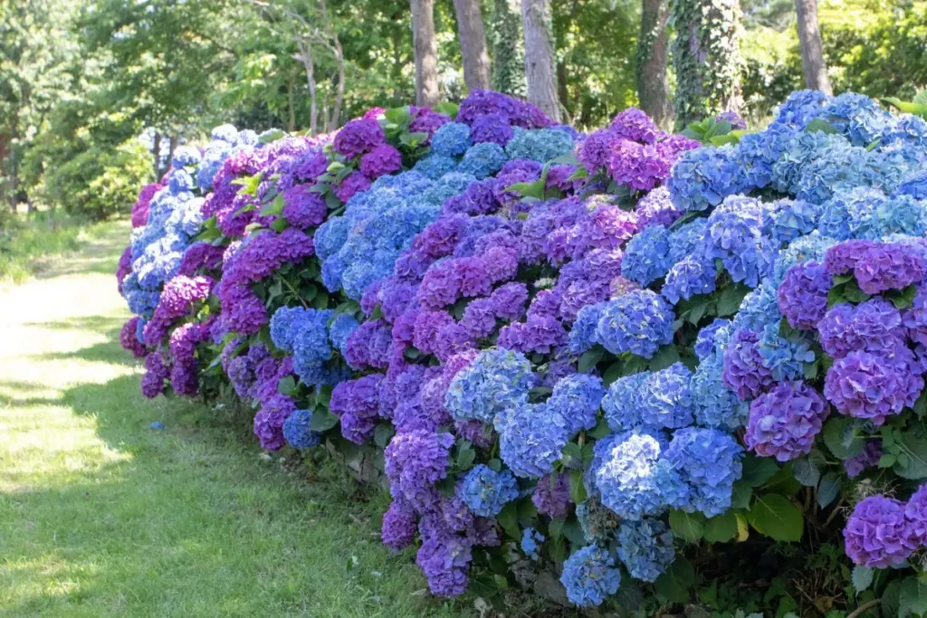 Hortensia sin flores: el error al podar tu Hydrangea macrophylla que debes evitar