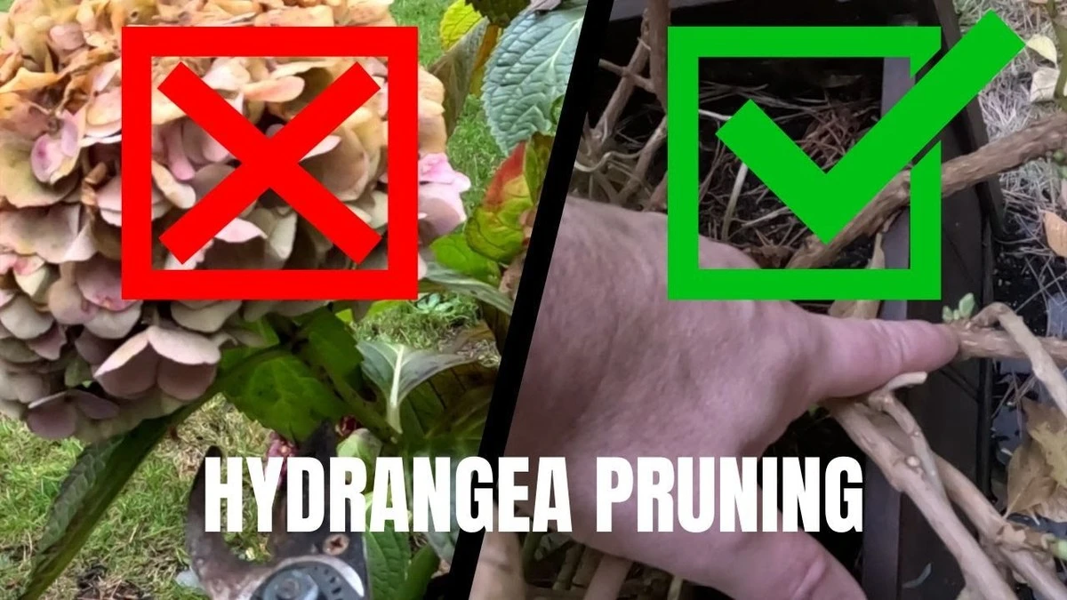 Hortensia sin flores: el error al podar tu Hydrangea macrophylla que debes evitar - image 1