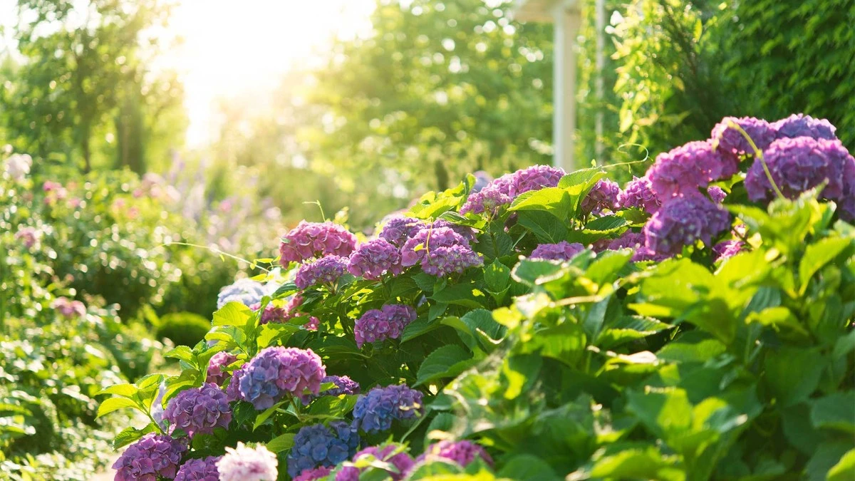 Hortensias más rosas y vibrantes: el truco de las Cáscaras de huevo - image 1