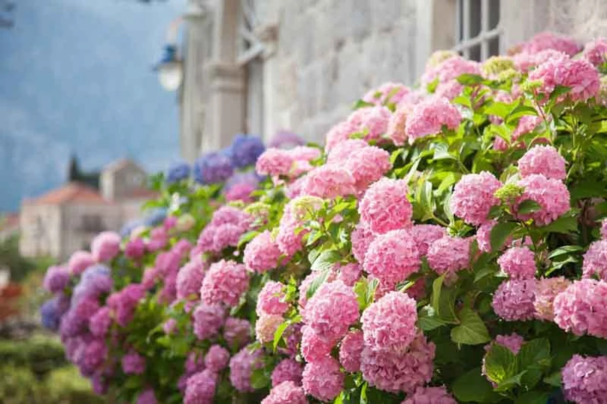 Hortensias siempre rosas: no tires las cáscaras de huevo sin hacer esto - image 1