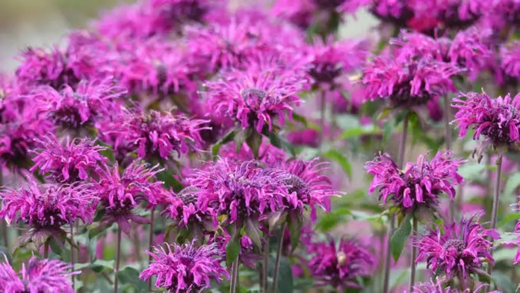 Hortensia vs Echinacea purpúrea: el cambio para ahorrar agua y calor