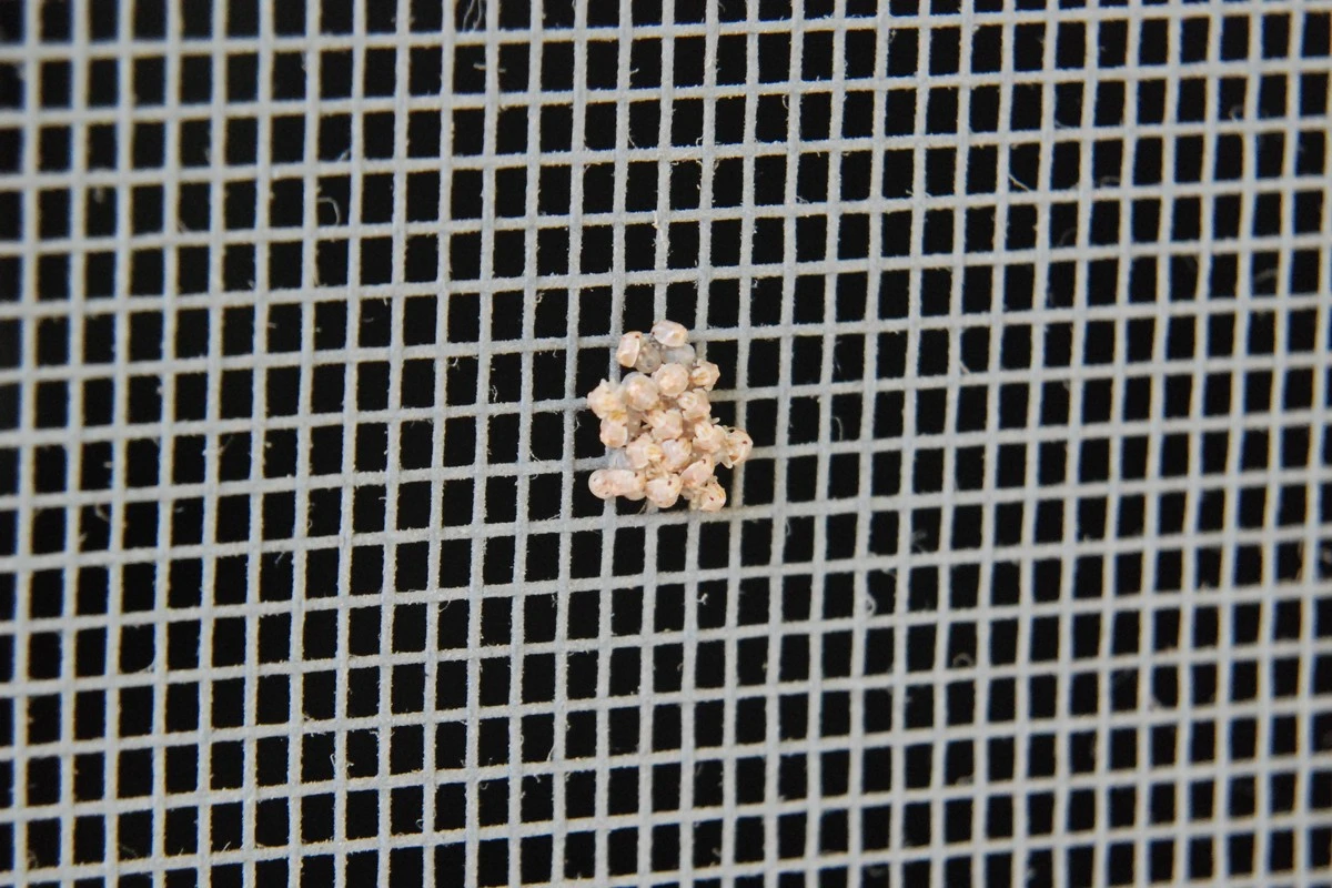 Huevo de insecto en tu mosquitera: el motivo por qué no debes ignorarlo - image 1