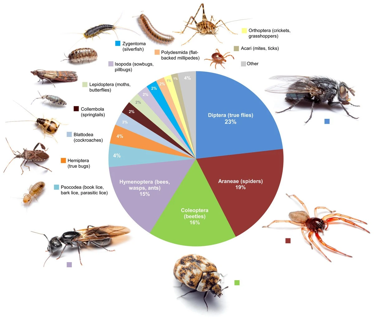 Insectos en casa: el error que acelera plagas y cómo frenarlas en 14 días - image 1